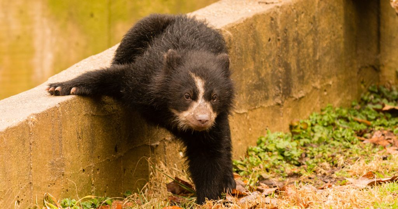 Andean Bear Cubs